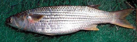 Mugil cephalus_05.jpg